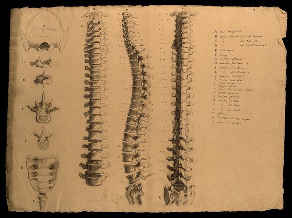 Bones of the skull, vertebrae and sacrum: six figures. Pencil drawing by J.C. Zeller ca. 1833 (?) after G. del Medico, 1811.