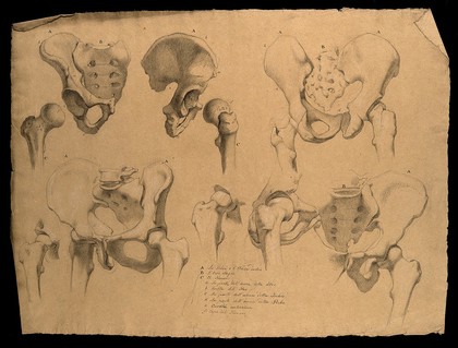 Bones of the pelvis and the hip joint, showing the head of the femur: eight figures. Pencil drawing by J.C. Zeller ca. 1833 (?) after G. del Medico, 1811.