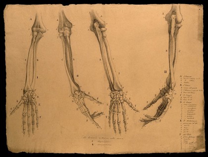 Bones of the arm and hand, shown in various stages of pronation: four figures. Pencil drawing by J.C. Zeller ca. 1833 (?) after G. del Medico, 1811.