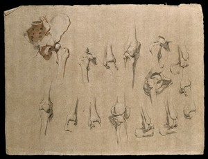 view Bones of the pelvis, hip and knee joints. Pencil and red chalk drawing by J.C. Zeller, ca. 1833?.