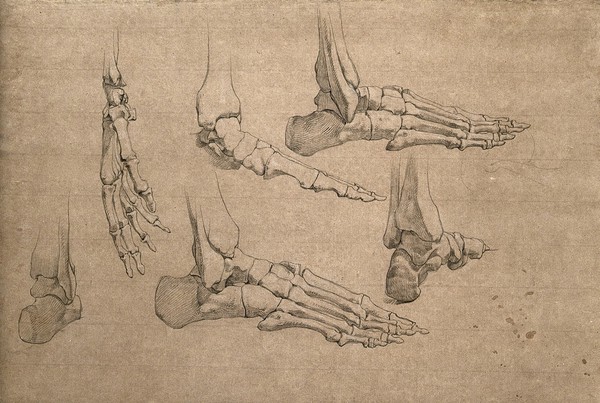 Bones of the hand and foot. Pencil drawing by J.C. Zeller, ca. 1833?.