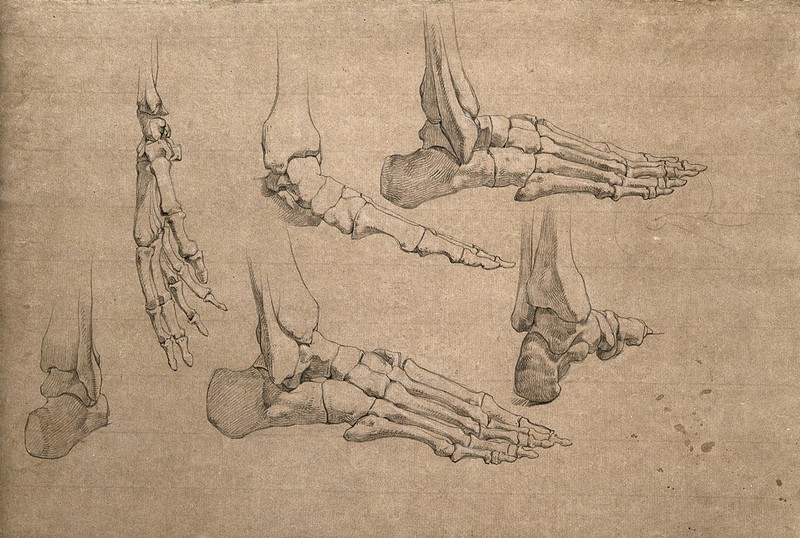 Bones of the hand and foot. Pencil drawing by J.C. Zeller, ca. 1833?., [1833?], by Johann Conrad Zeller