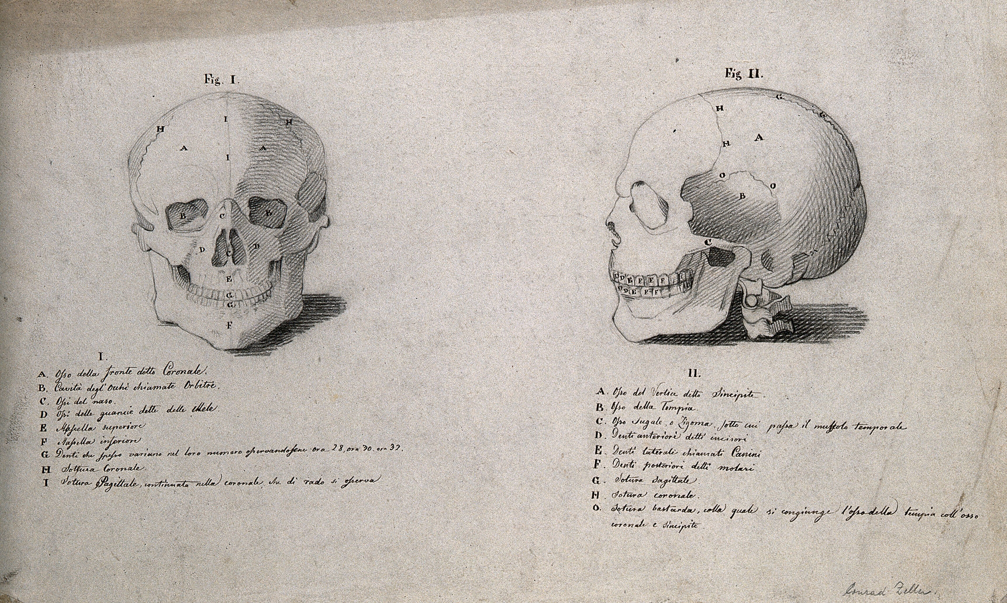Human Skull Two Figures Showing Front And Side Views Pencil