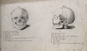 view Human skull: two figures, showing front and side views. Pencil drawing by J.C. Zeller ca. 1833 (?) after B. Genga, 1691.