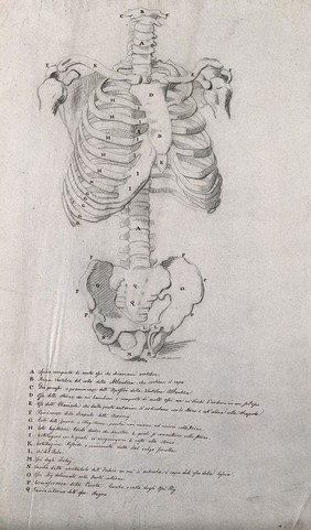 Axial skeleton, showing the bones of the torso and pelvis. Pencil drawing by J.C. Zeller ca. 1833 (?) after B. Genga, 1691.