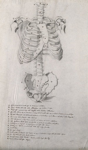 view Axial skeleton, showing the bones of the torso and pelvis. Pencil drawing by J.C. Zeller ca. 1833 (?) after B. Genga, 1691.