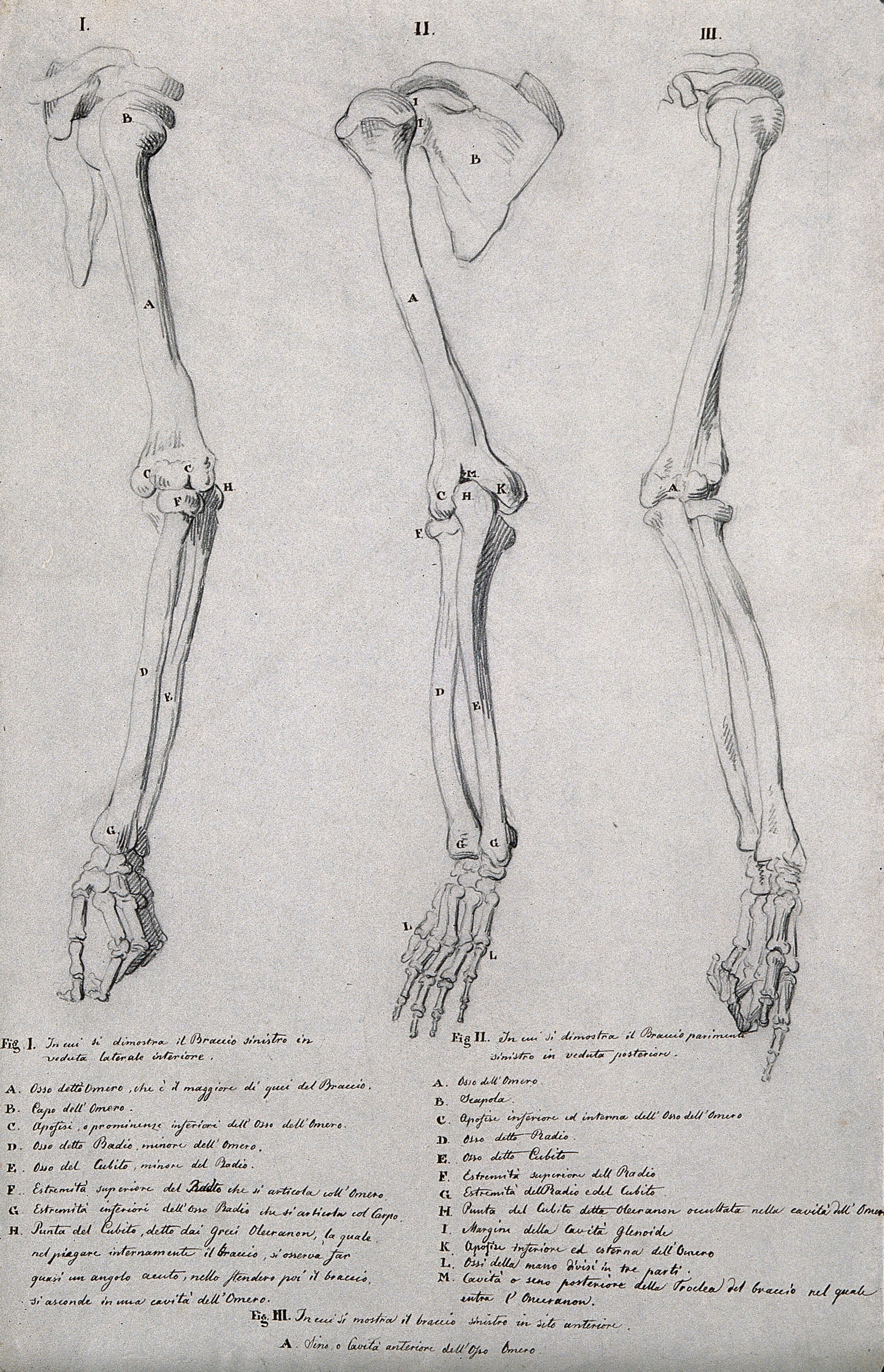 Bones Of The Arm And Hand Three Figures Pencil Drawing By J C