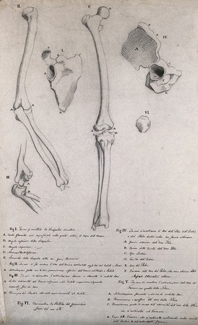 Bones of the arm and leg: six figures. Pencil drawing by J.C. Zeller ca. 1833 (?) after B. Genga, 1691.