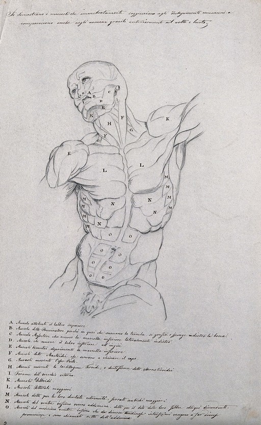Head, neck and trunk of a male écorché, showing the superficial muscles. Pencil drawing by J.C. Zeller ca. 1833 (?) after B. Genga, 1691.