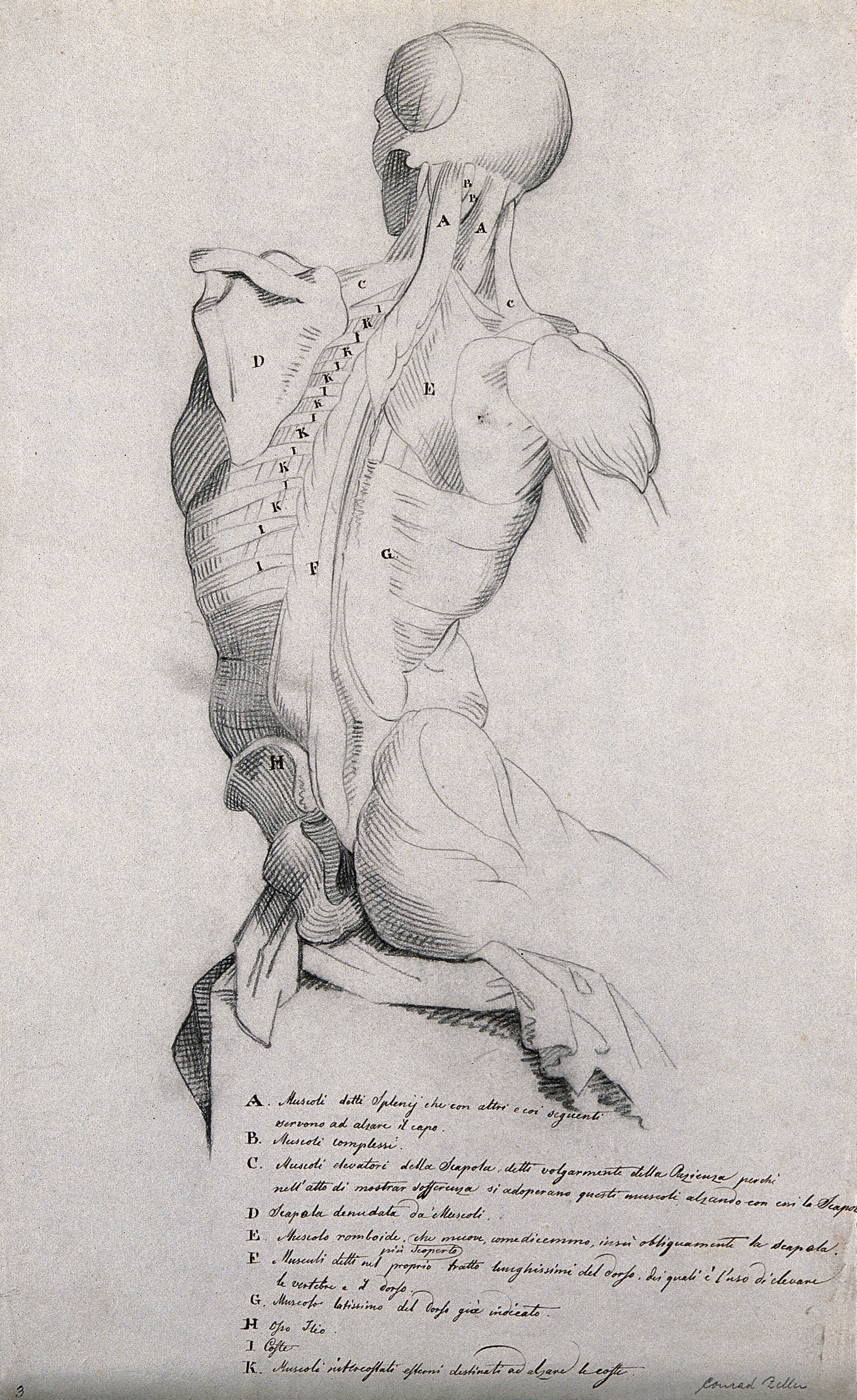 Head Neck And Trunk Of A Seated Male Ecorche Shown From Behind