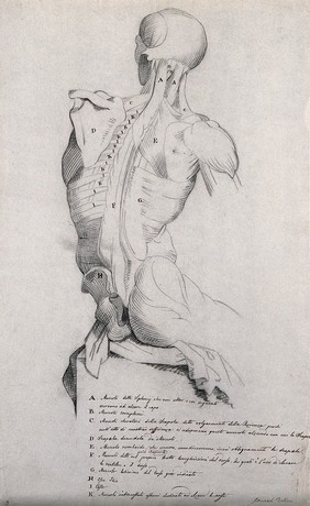 Head, neck and trunk of a seated male écorché, shown from behind. Pencil drawing by J.C. Zeller ca. 1833 (?) after B. Genga, 1691.