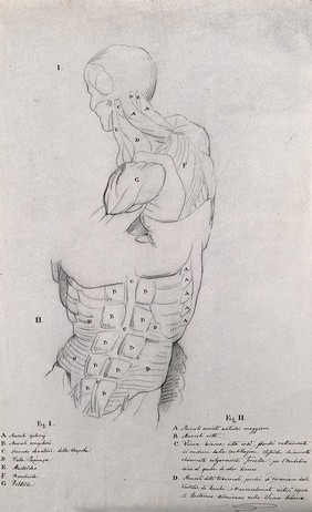 Head, neck, shoulders and trunk of a male écorché: two figures. Pencil drawing by J.C. Zeller ca. 1833 (?) after B. Genga, 1691.