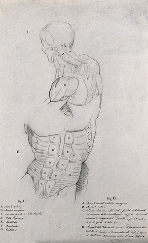 view Head, neck, shoulders and trunk of a male écorché: two figures. Pencil drawing by J.C. Zeller ca. 1833 (?) after B. Genga, 1691.