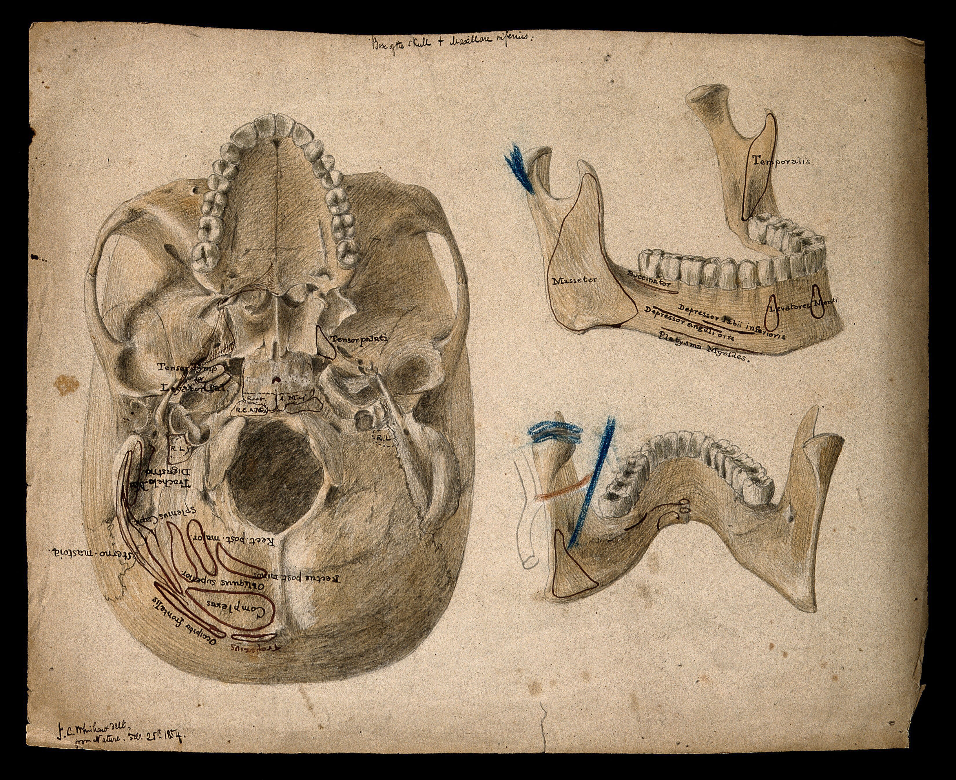 Base of the skull, with details showing the lower jaw. Watercolour, ink