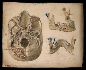 view Base of the skull, with details showing the lower jaw. Watercolour, ink and pencil drawing by J.C. Whishaw, 1854.