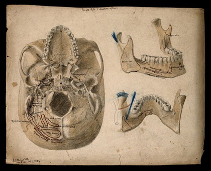 Base of the skull, with details showing the lower jaw. Watercolour, ink and pencil drawing by J.C. Whishaw, 1854.