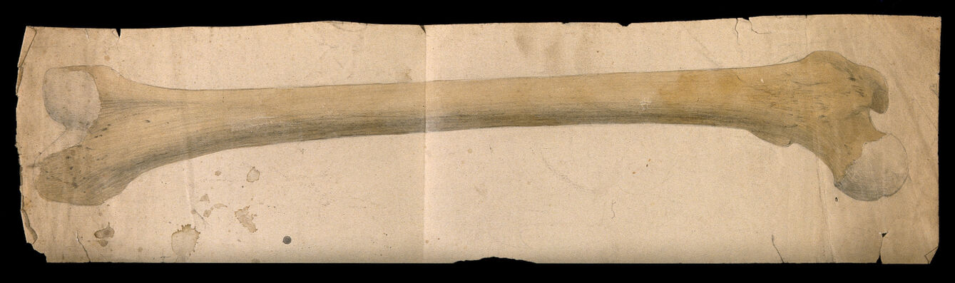 Femur bone. Watercolour and pencil drawing by J.C. Whishaw, 1852/1854.