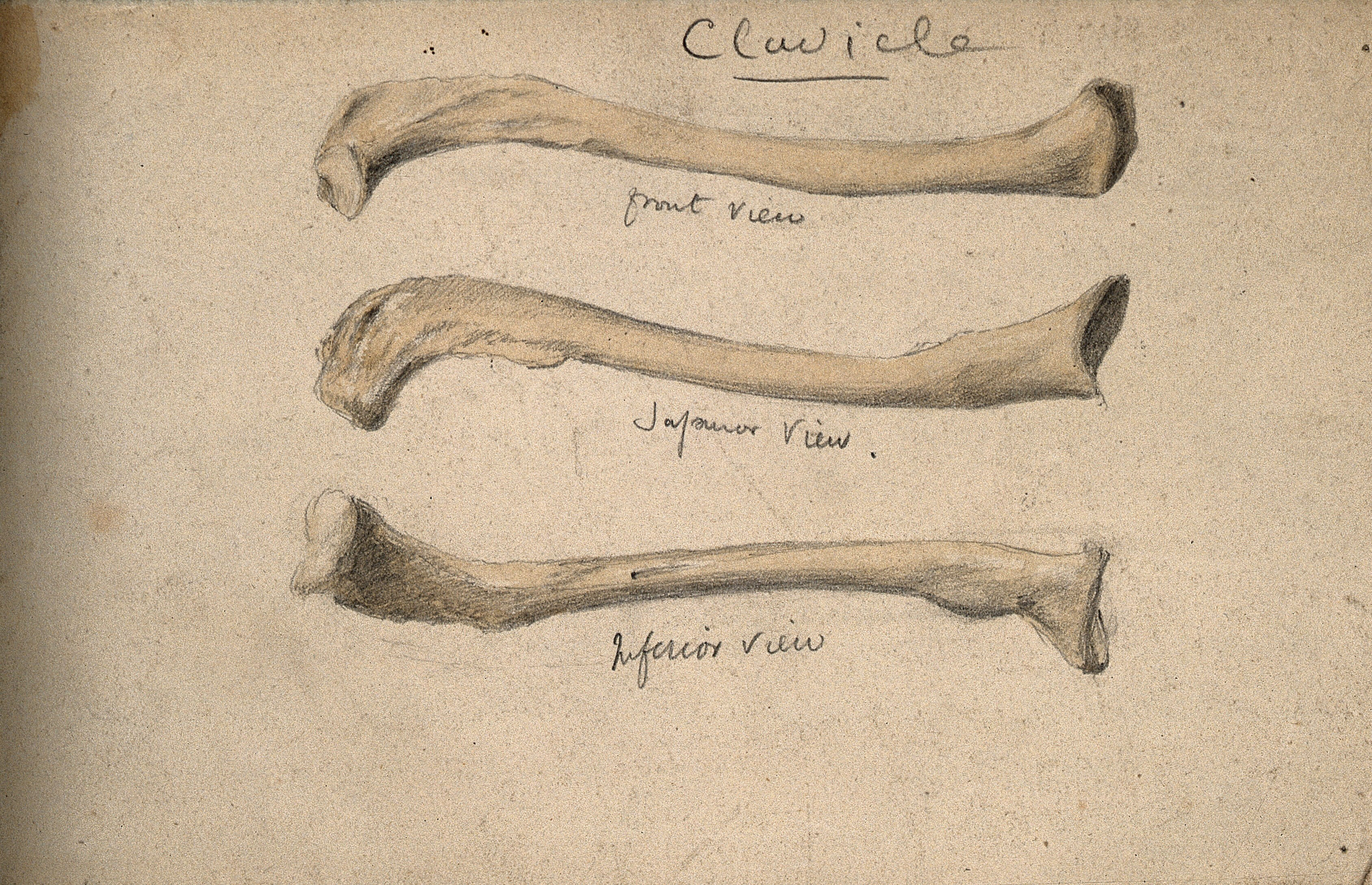 Clavicle Bone Three Figures Watercolour And Pencil Drawing By J C Whishaw 1852 1854 Wellcome Collection