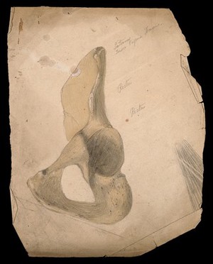 view Part of the pelvis: the hip bone. Pencil and watercolour drawing by J.C. Whishaw, 1852/1854.