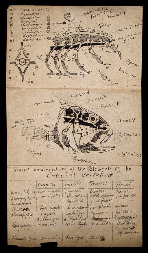 Anatomy of a fish and an unidentified animal: two figures. Pen and ink drawing by J.C. Whishaw, 1852/1854.