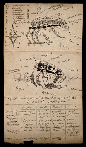 view Anatomy of a fish and an unidentified animal: two figures. Pen and ink drawing by J.C. Whishaw, 1852/1854.