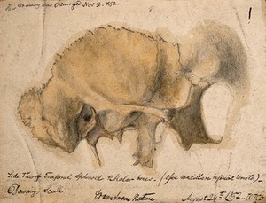 view Bones of the cheek: side view of the temporal, schenoid and malar bones. Pencil and watercolour drawing by J.C. Whishaw, 1852.