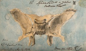 view The sphenoid bone, shown from behind. Pencil and watercolour drawing by J.C. Whishaw, 1852.