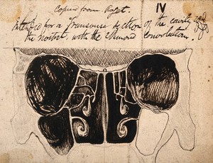 view Dissection of the skull and nasal cavities. Pen and ink drawing, copied by J.C. Whishaw, ca. 1852.