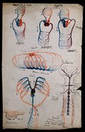 view Circulatory systems: seven diagrams, indicating the heart and circulatory systems of mammals, birds, reptiles, lobsters, fish and arachnids. Watercolour drawing by J.C. Whishaw, 1852/1854.