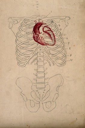 Diagram showing the bones of the human torso, with the heart indicated in red. Pencil and watercolour drawing by J.C. Whishaw, 1852/1854.