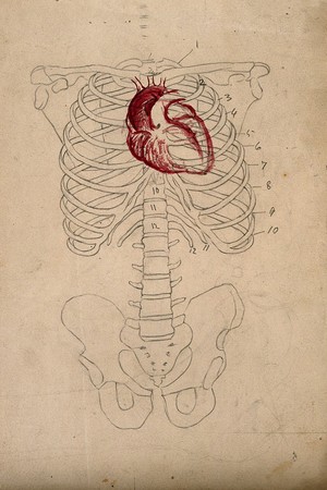 view Diagram showing the bones of the human torso, with the heart indicated in red. Pencil and watercolour drawing by J.C. Whishaw, 1852/1854.