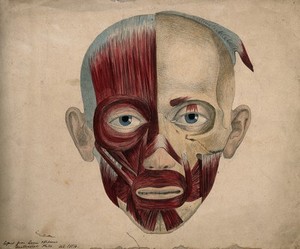 view Bones and muscles of the face. Pencil and watercolour drawing by J.C. Whishaw, 1854.