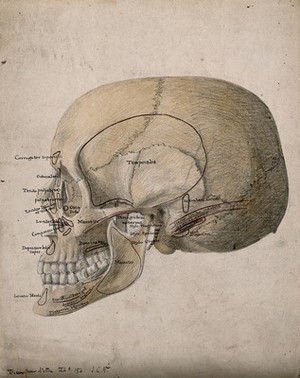 view Human skull: side view. Watercolour, ink and pencil drawing by J.C. Whishaw, ca. 1854.