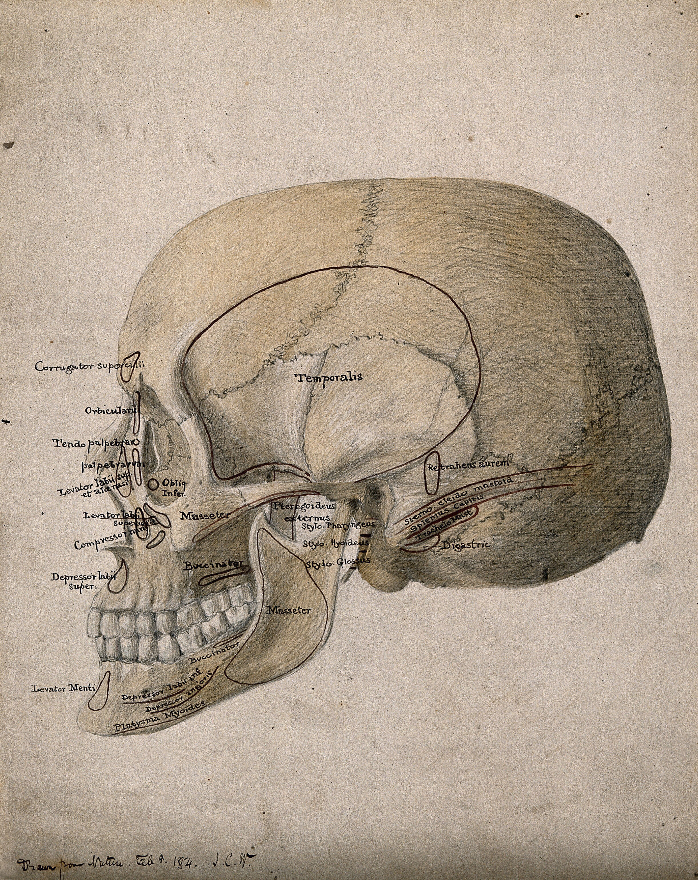 Human skull side view. Watercolour, ink and pencil drawing by J.C