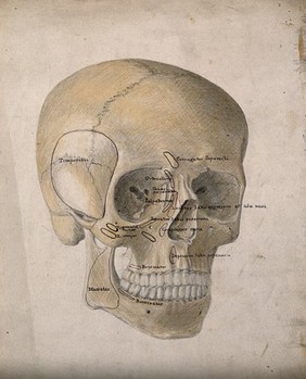 Human skull: three-quarter view. Watercolour, ink and pencil drawing by J.C. Whishaw, ca. 1854.