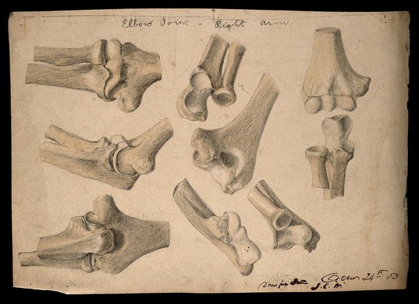 Bones of the elbow joint: eight figures. Watercolour and pencil drawing by J.C. Whishaw, 1853.