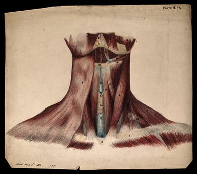 Dissection of the back of the neck. Watercolour and pencil drawing, copied by J.C. Whishaw, 1854.