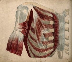 view Dissection showing the muscles and bones of the chest and shoulder. Watercolour and pencil drawing, by J.C. Whishaw, 1852/1854.