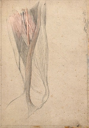 view The muscles, tendons, arteries and veins of the thigh. Pencil and crayon drawing by J.C. Whishaw, 1852/1854.