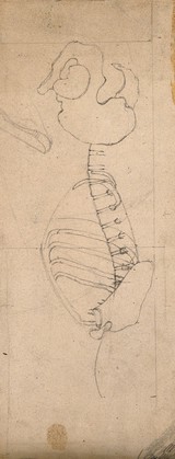 Outline drawing showing the bones of the torso and the pelvis: side view. Pencil and crayon drawing by J.C. Whishaw, 1852/1854.