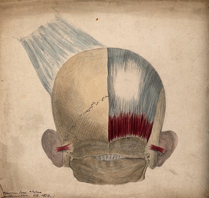 Bones and muscles of the back of the head and ears. Pencil and watercolour drawing by J.C. Whishaw, 1854.