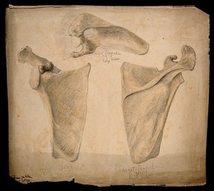 view The right scapula: three figures. Watercolour, pencil and crayon drawing by J.C. Whishaw, 1853.