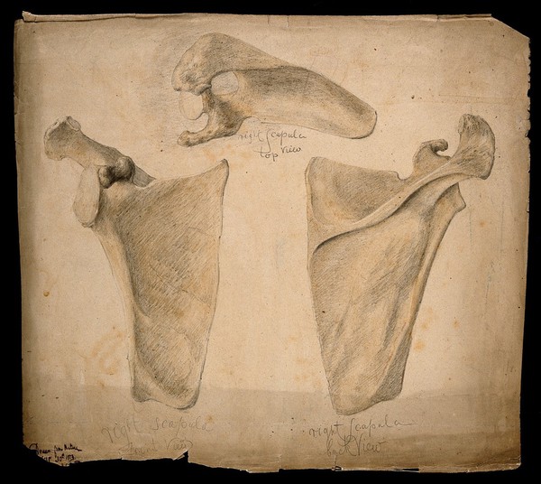 The right scapula: three figures. Watercolour, pencil and crayon drawing by J.C. Whishaw, 1853.