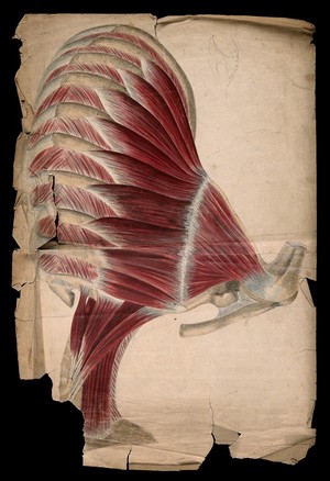 view Muscles and bones of the shoulder, neck and chest. Watercolour and pencil drawing by J.C. Whishaw, ca. 1853.