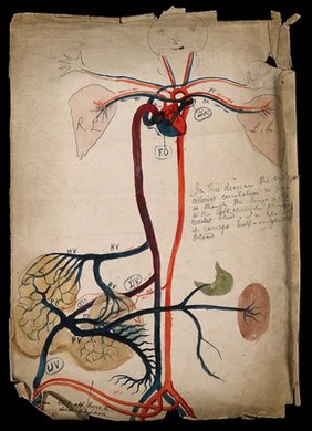 The circulatory system: diagram showing the heart, arteries, lungs and major organs, with a cartoon-style face and hands. Watercolour drawing by J.C. Whishaw, ca. 1853.