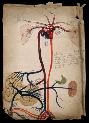 view The circulatory system: diagram showing the heart, arteries, lungs and major organs, with a cartoon-style face and hands. Watercolour drawing by J.C. Whishaw, ca. 1853.