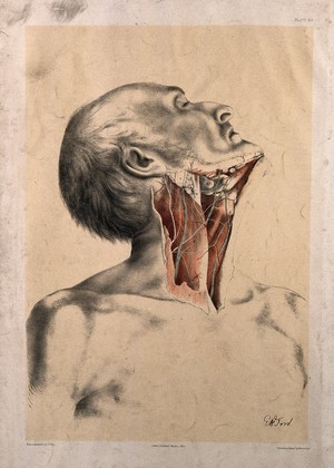 view Dissection of the neck of a man, with the muscles, blood vessels and lymph nodes indicated. Colour lithograph by G.H. Ford, 1864.