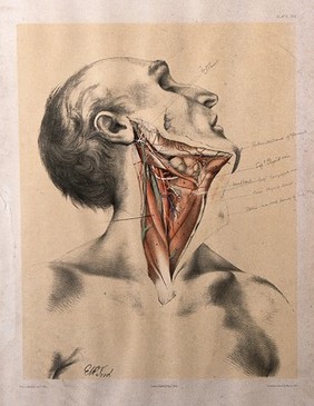 Dissection of the neck of a man, with the muscles and blood vessels indicated. Colour lithograph by G.H. Ford, 1864.