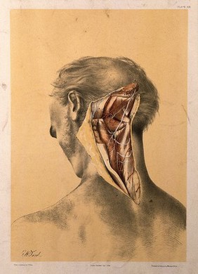 Dissection of the back of the neck and head, with the muscles and blood vessels indicated. Colour lithograph by G.H. Ford, 1864.