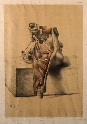 Dissection of a portion of the face and neck, with the muscles, blood vessels and trachea indicated: shown resting on a block. Colour lithograph by G.H. Ford, 1865.